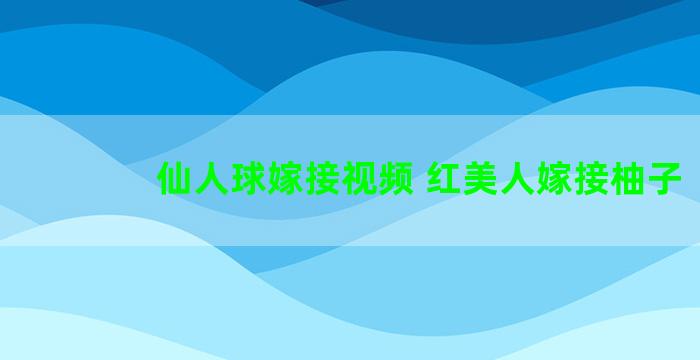 仙人球嫁接视频 红美人嫁接柚子